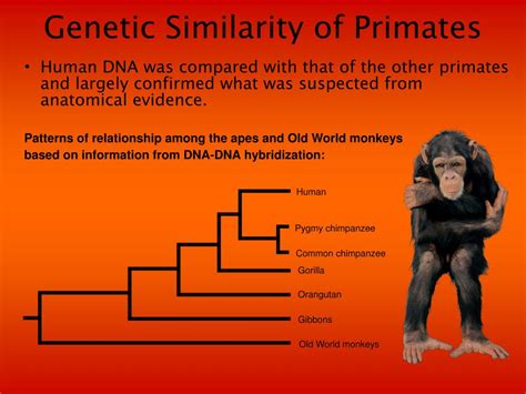 animals are biologically very similar to humans